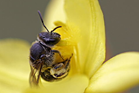 Burrowing Bee (za) (Halictidae sp)